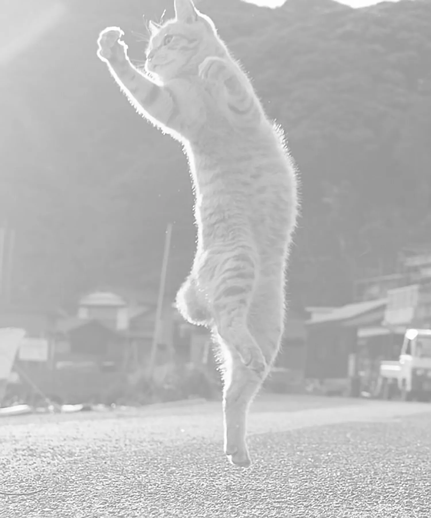 西畑トレーナー